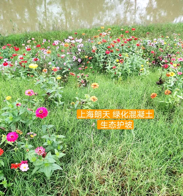 打开金牛版